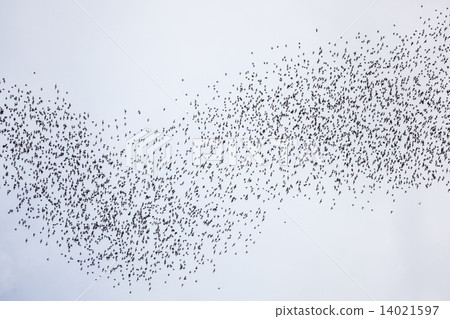 Bats flying in gunung mulu national park Bats flying in gunung mulu national park 14021597