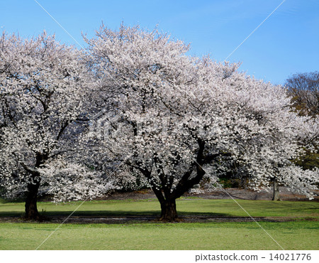 Kinutakoen的櫻花 Kinutakoen的櫻花 14021776