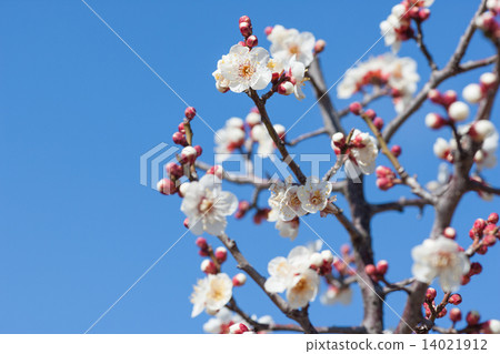 plum	 14021912