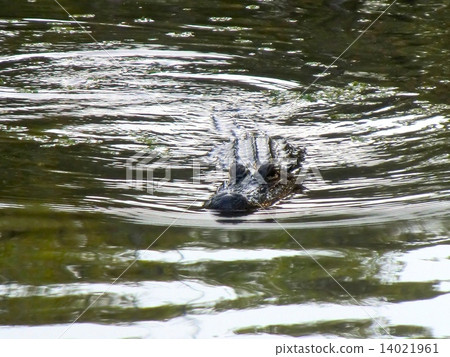 alligator 14021961