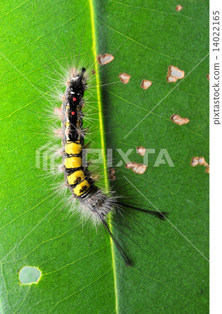 Caterpillar Caterpillar 14022165