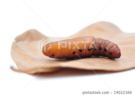 Caterpillar Caterpillar 14022166
