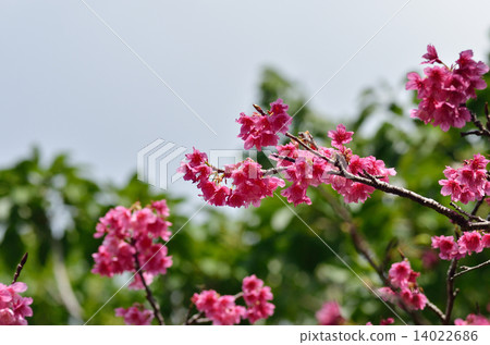 KANHIZAKURA 14022686