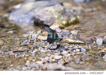 八重山烏鴉豆 14022687