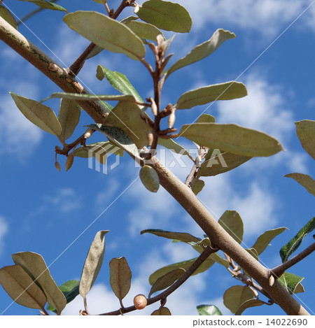 Fruits of silver scallow 14022690