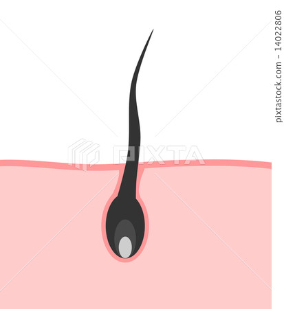 Hair section 14022806