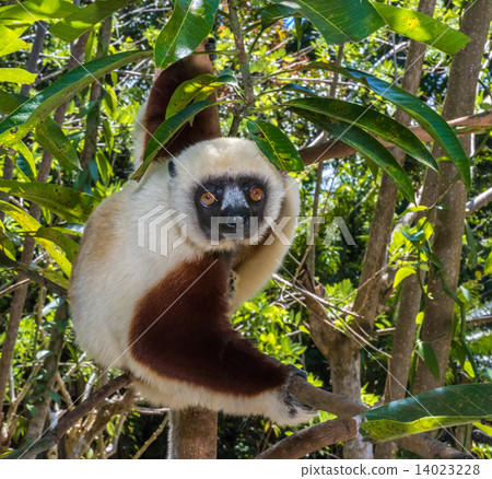 Sifaka, dancing lemur of Madagascar 14023228