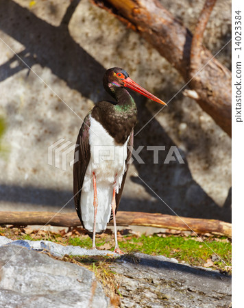Black stork Black stork 14023384