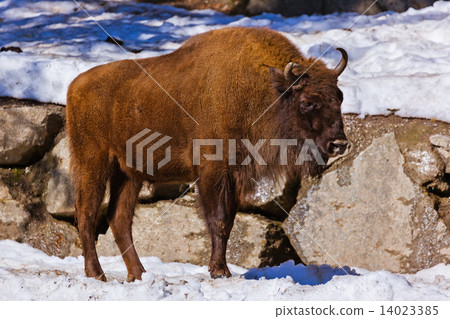 Aurochs in park Aurochs in park 14023385