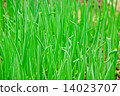 Green Onions 14023707