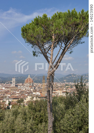 Cityscape of Florence, Italy with Duomo Cathedral and parasol pine 14023990