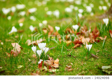 White crocus at spring 14024098