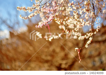 Martisor, symbol of the beginning of spring 14024099