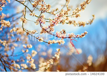 Martisor, symbol of the beginning of spring 14024100