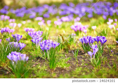 Purple crocus at spring Purple crocus at spring 14024101