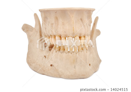 human jaw human jaw 14024515