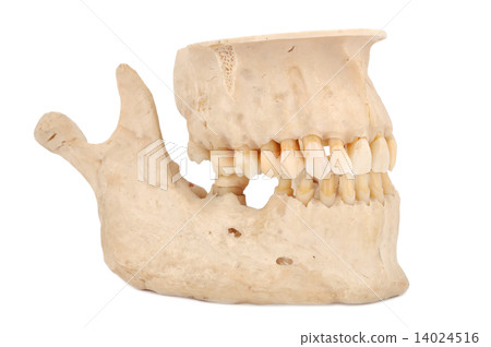 human jaw human jaw 14024516