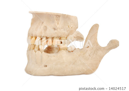 human jaw human jaw 14024517