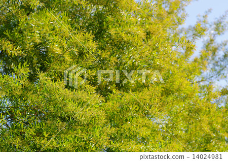 Mimosa in full bloom (Husaakashia) Mimosa in full bloom (Husaakashia) 14024981