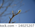 Spring footsteps 14025207