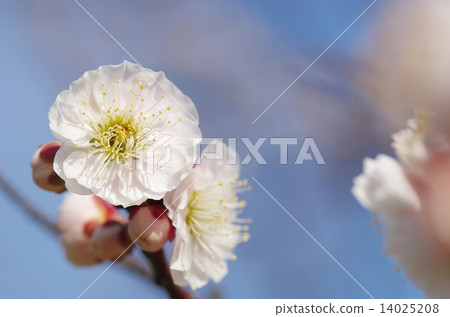 White plum in full bloom White plum in full bloom 14025208