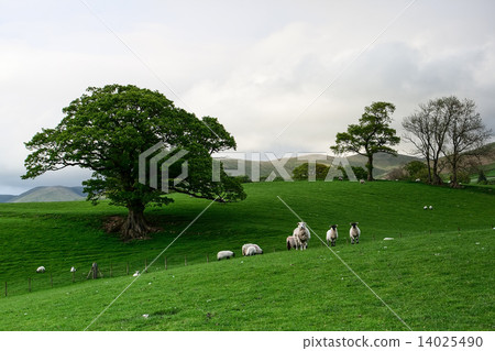 On a pasture in Yorkshire Dales National Park 14025490