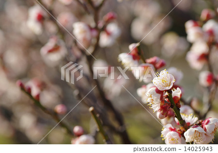 李子背景圖像白色 14025943