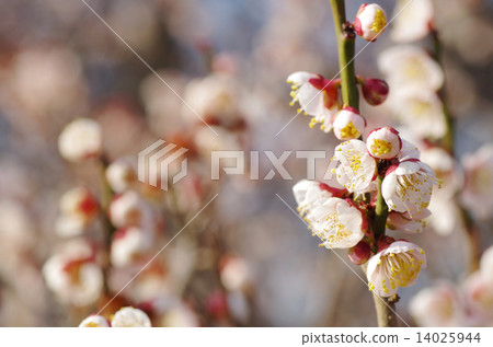 李子背景圖像白色 14025944