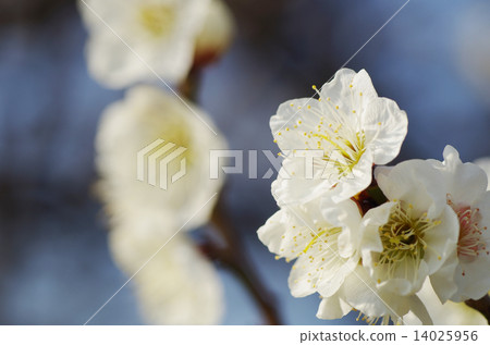 White plum in full bloom White plum in full bloom 14025956