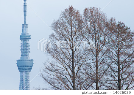 冬天樹和東京天空樹 14026029