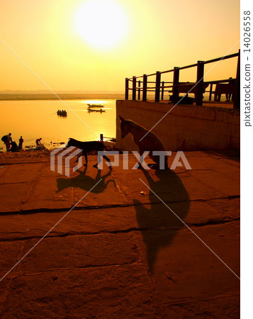 Varanasi dog 14026558