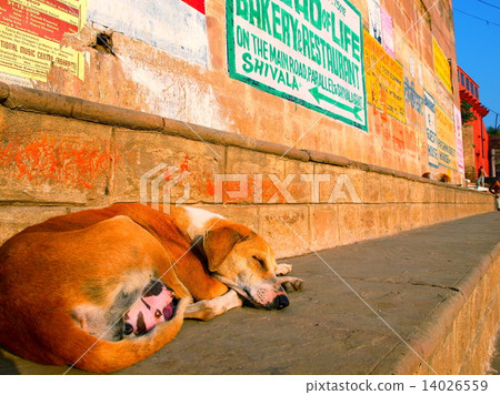 瓦拉納西狗 瓦拉納西狗 14026559