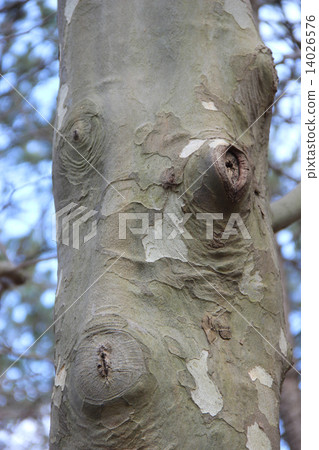 Plantanus'人臉樹 14026576