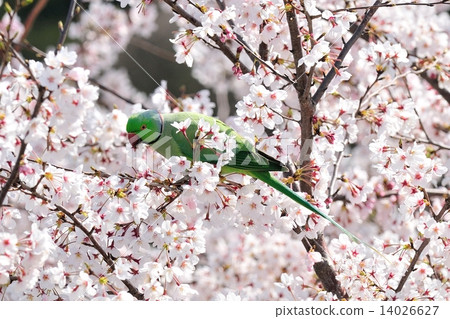 櫻花和櫻花 14026627