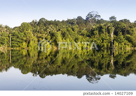 Mirror reflection of flora and trees on still water Mirror reflection of flora and trees on still water 14027109