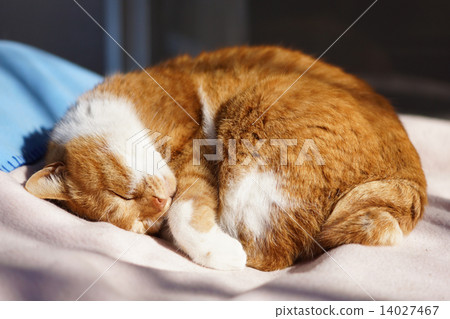 Sleeping tea cat 14027467