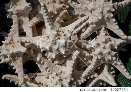 Starfish Starfish 14027984
