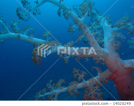 水下一棵大樹 14028249