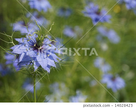 Nigella swaying in the wind (black seed grass) 14028423