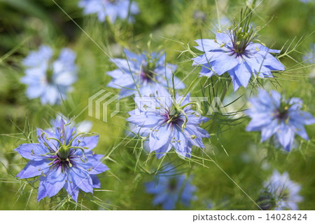 Nigella swaying in the wind (black seed grass) 14028424