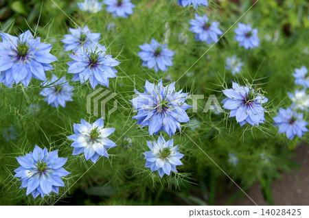 Nigella在風中搖曳（黑色種子草） 14028425