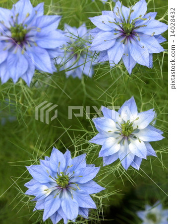 Nigella swaying in the wind (black seed grass) 14028432
