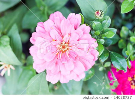 Blossom beautiful pink flower in garden 14028727