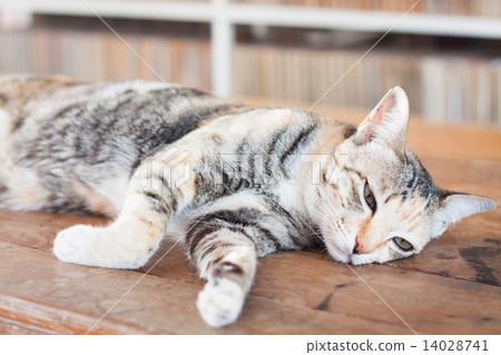 Siamese cat lying on wooden table 14028741