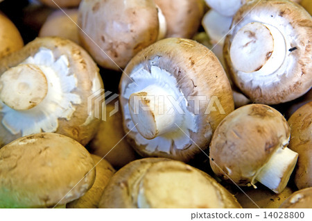 button mushroom 14028800