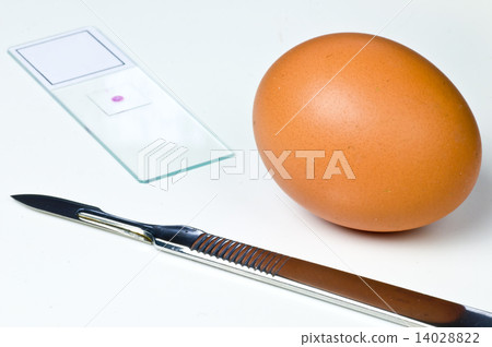 Examination of eggs 14028822