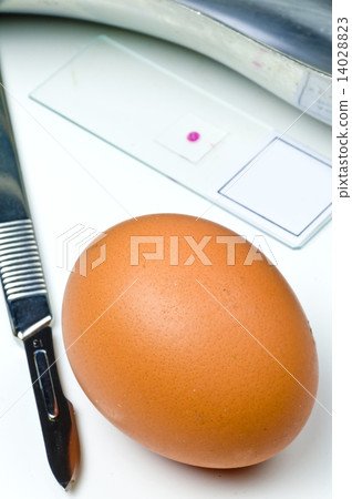 Examination of eggs 14028823