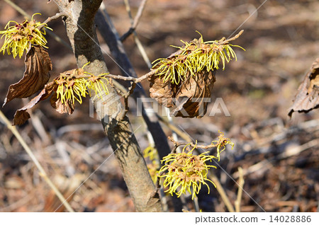 Manxaku（全麥） 14028886