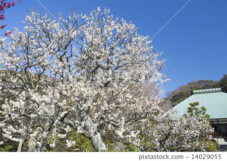 Kojyoji的梅 14029055