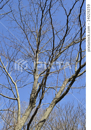 水木(水木) 水木(水木) 14029259